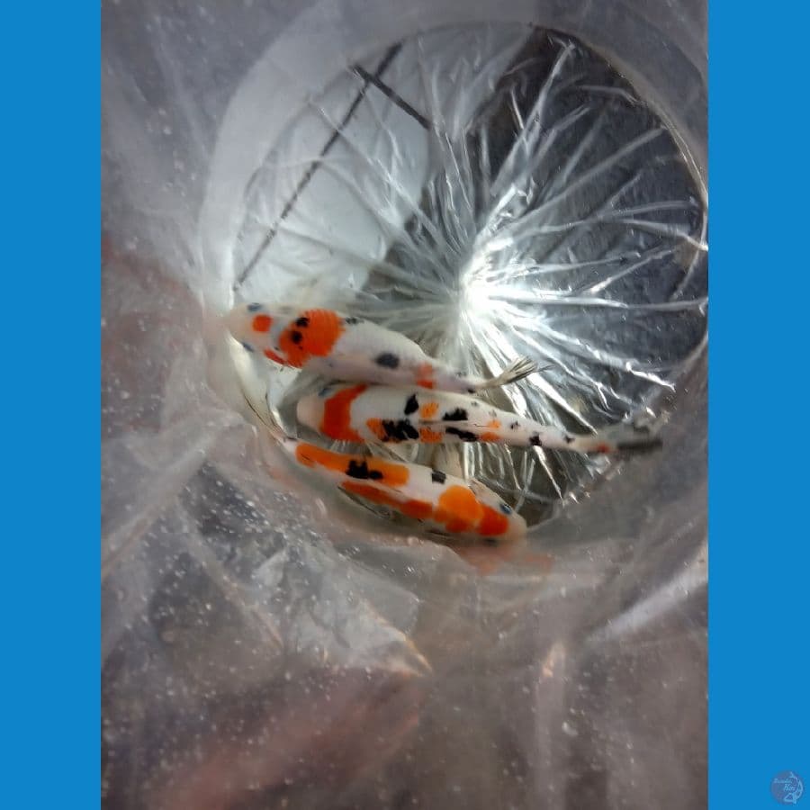 paket mix 3 ekor