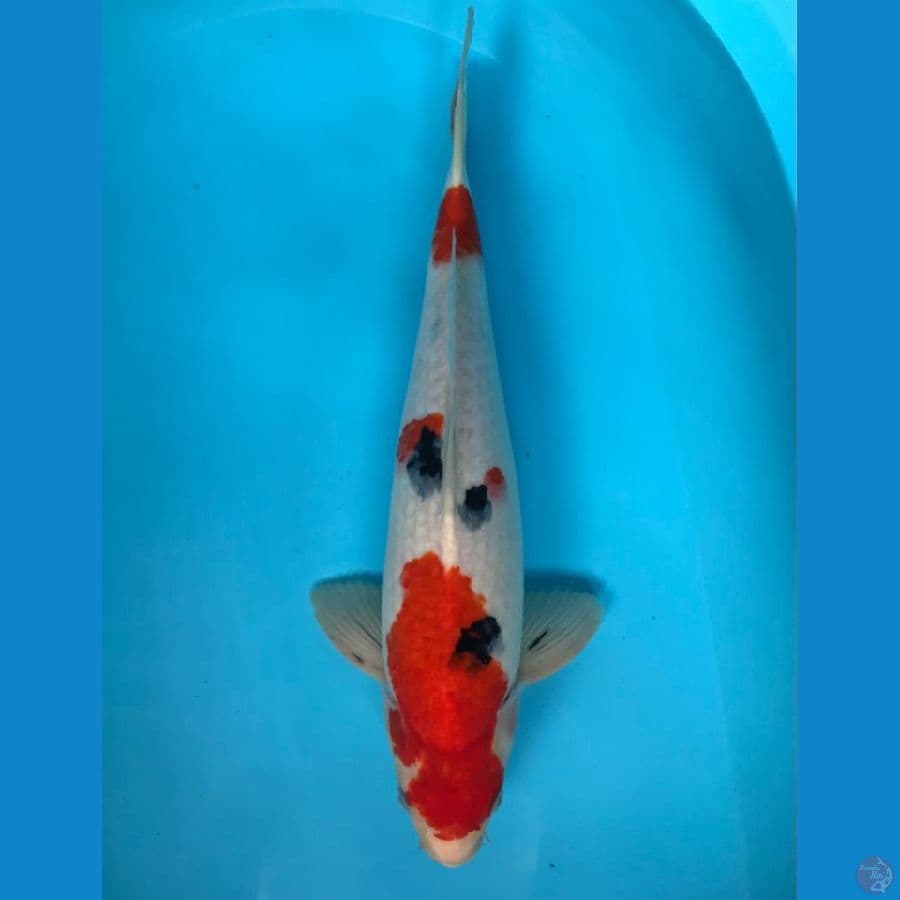 sanke 45cm