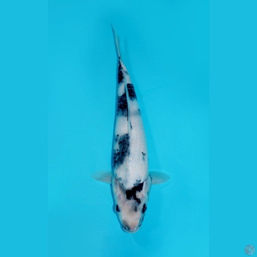 SHIRO TATEGOI, 34CM