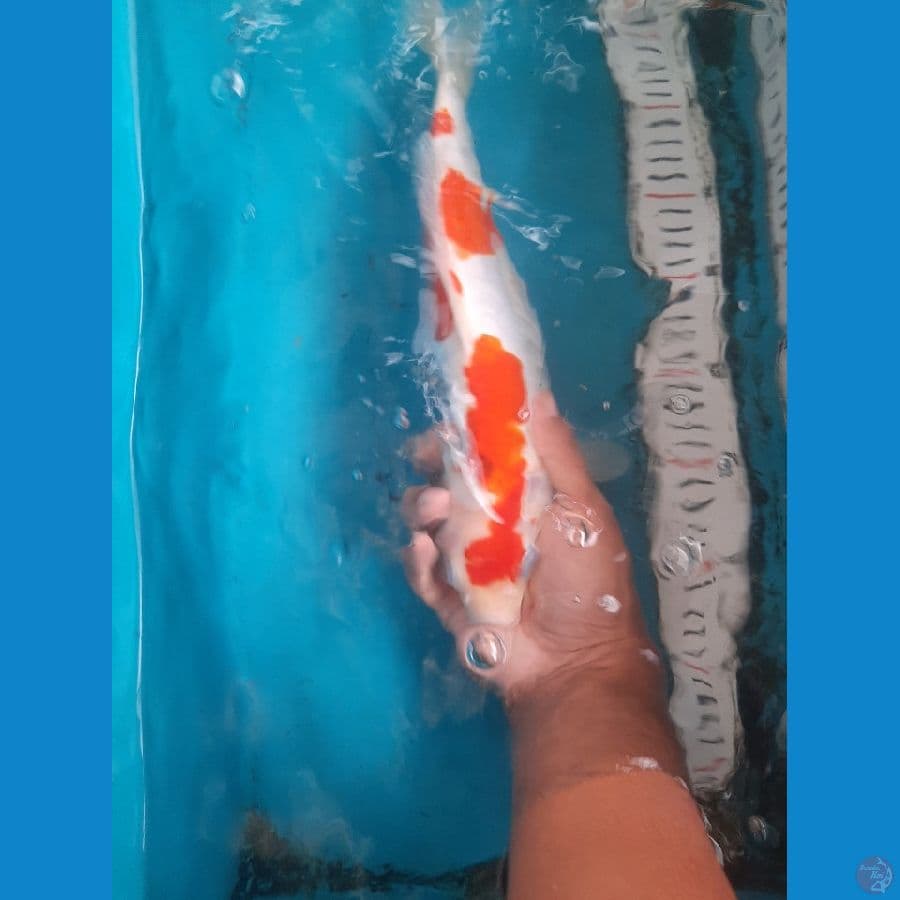KOHAKU DOIT 34CM