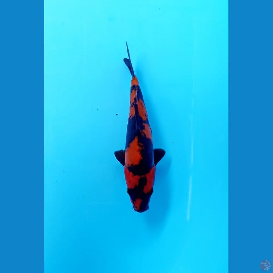 utsuri doitsu 19cm