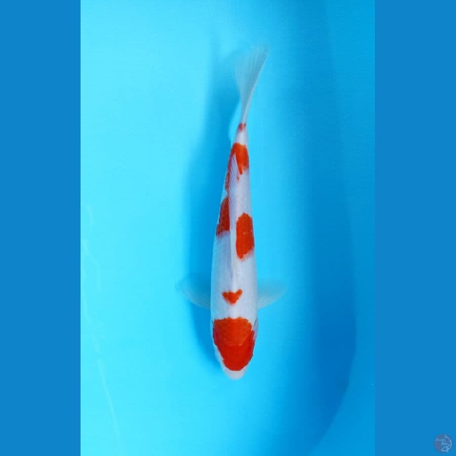 kohaku 25cm