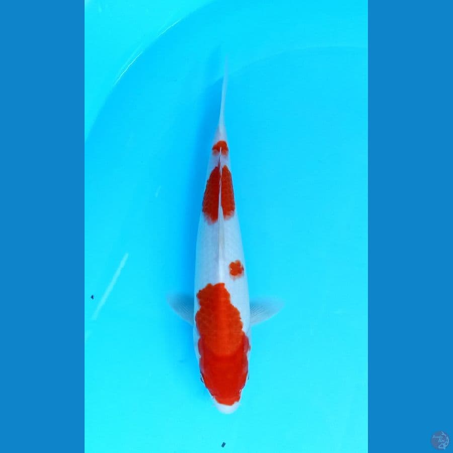 kohaku 26cm