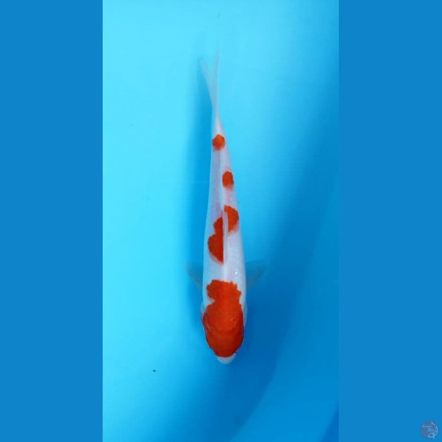 kohaku 22cm