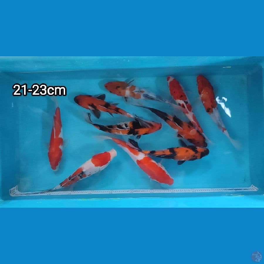 paket 10 ekor 21-23