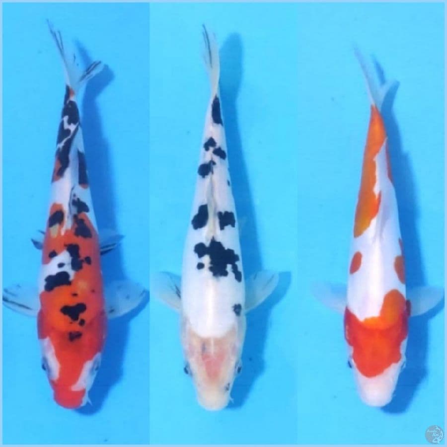 PAKET DOITSU 3 EKOR SIZE 20CM 