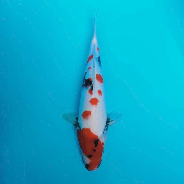 Kindai Showa 36cm