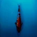 Patria5.showa ginrin 31cm