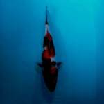 Patria6.showa ginrin 31cm