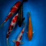 MIx koi