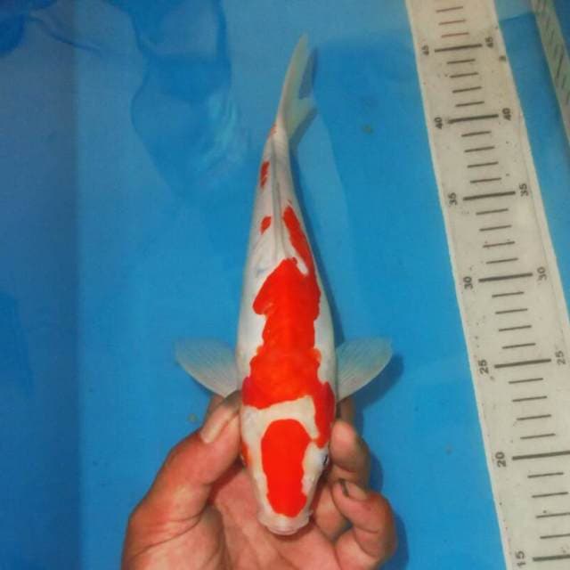 KOHAKU ABSTRAK