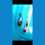showa 2 ekor 30 cm
