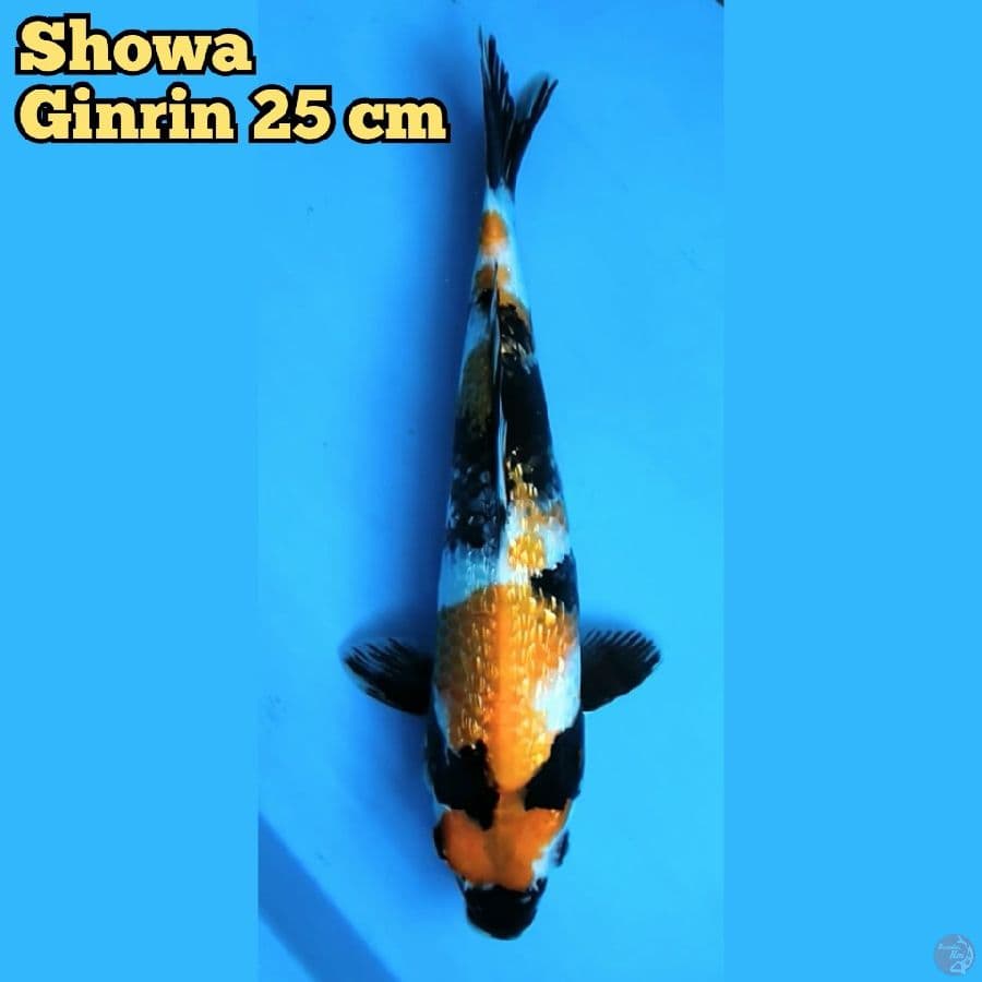 Showa Ginrin HQ 25 cm