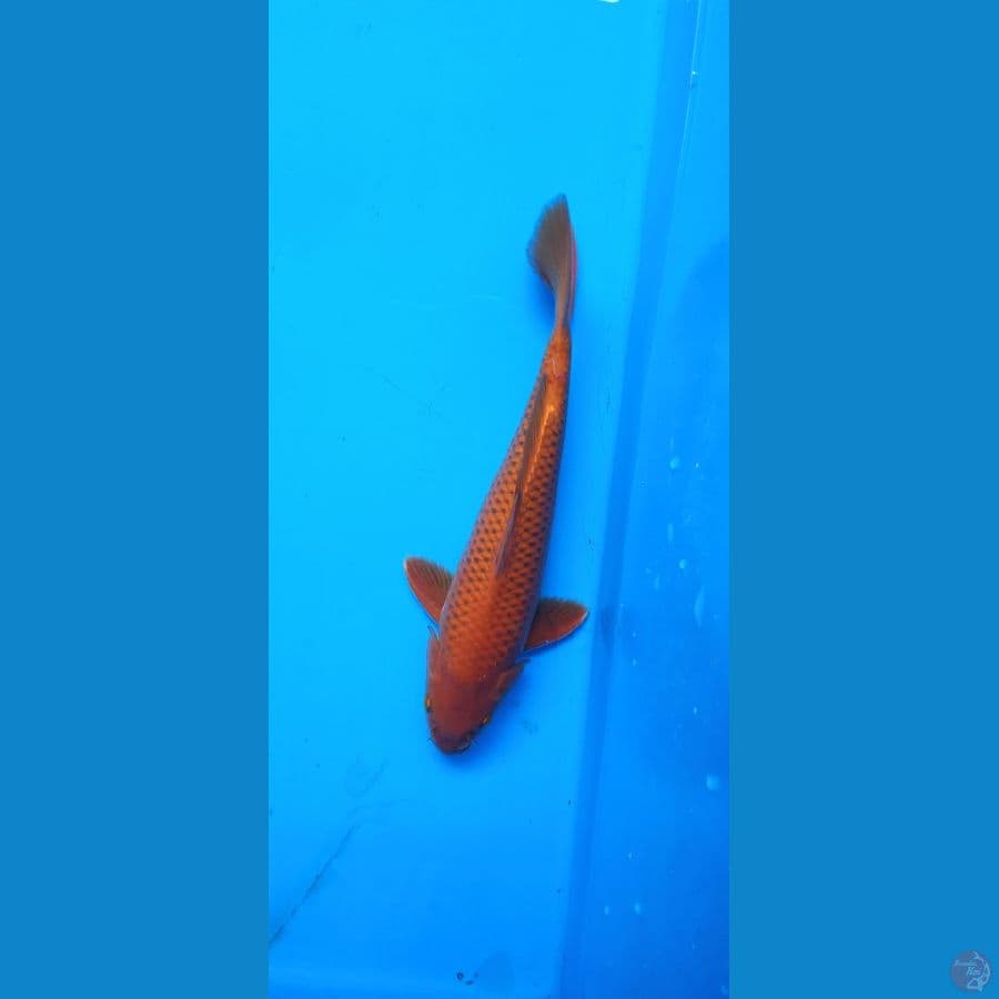 Tembaga merah bata 29 cm