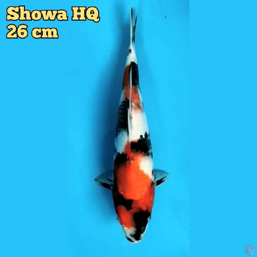 Showa HQ 26 cm