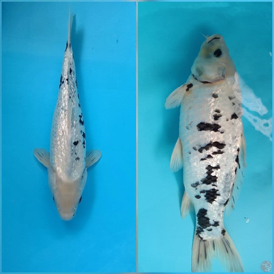 Shiro Ginrin Salju - 38cm
