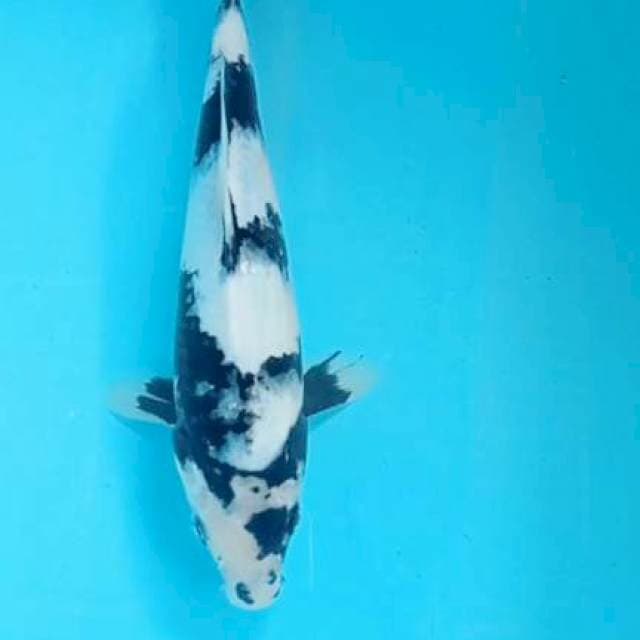 Shiro 26cm