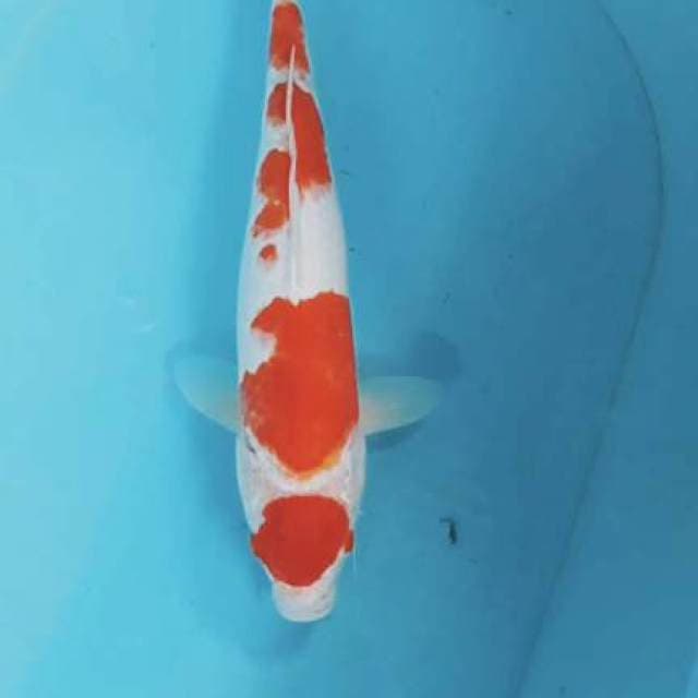 Kohaku 38cm