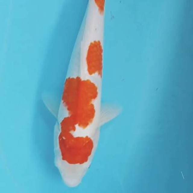 Kohaku 36cm