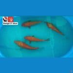 BENIGOI 30CM --- CANAYA KOI FARM