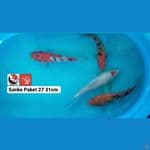 PAKET SANKE 30CM --- CANAYA KOI FARM