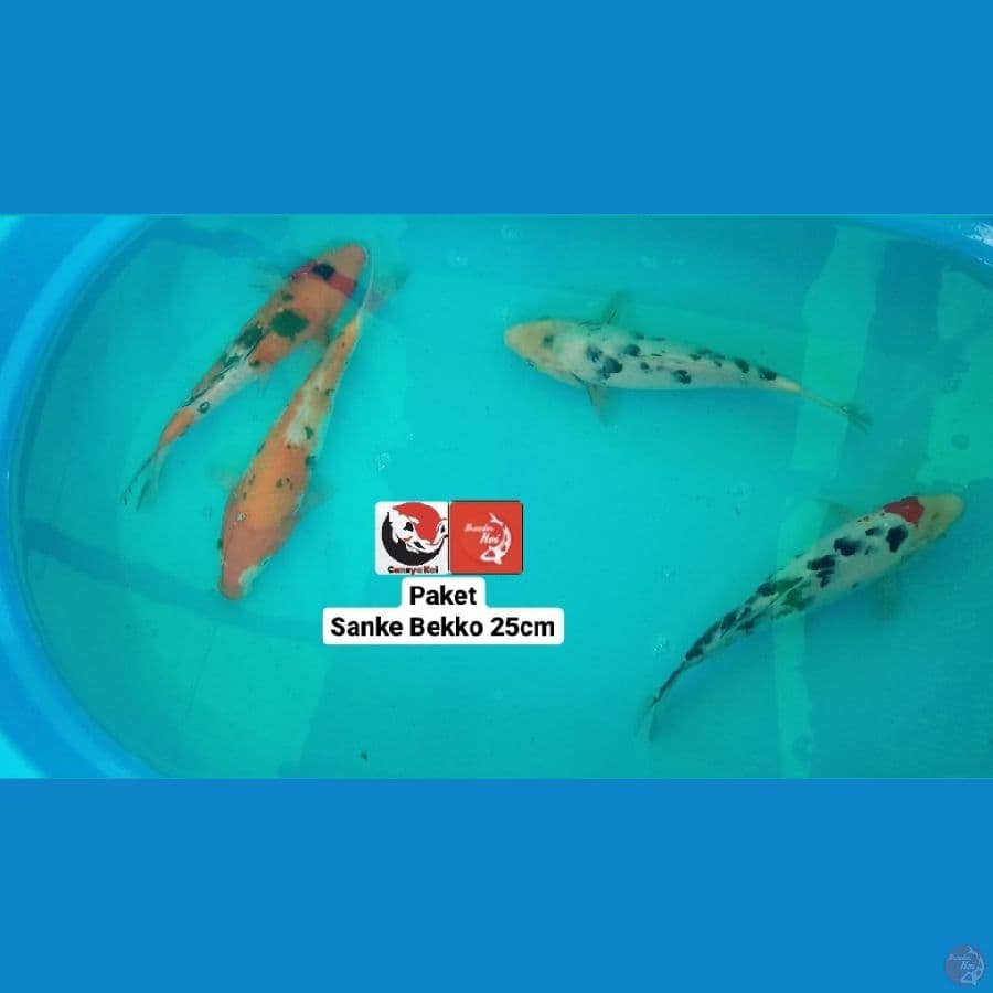SANKE BEKKO 25CM --- CANAYA KOI FARM