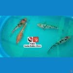SANKE BEKKO 25CM --- CANAYA KOI FARM