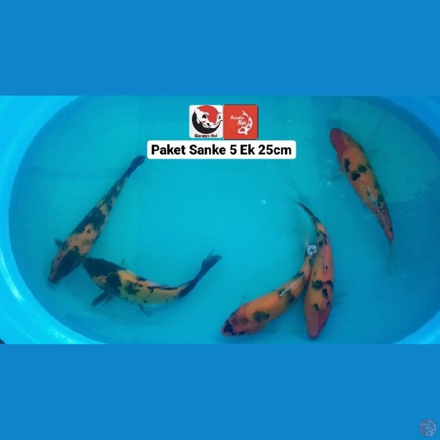 PAKET SANKE 25CM --- CANAYA KOI FARM