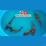 PAKET SANKE 25CM --- CANAYA KOI FARM