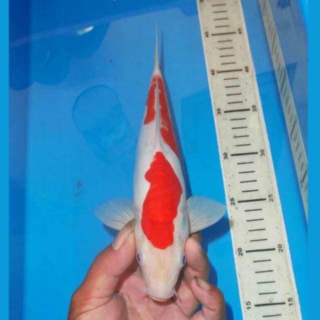 NIDAN KOHAKU