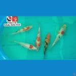 PAKET KOHAKU 25CM --- CANAYA KOI FARM