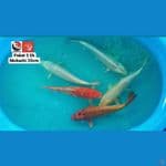 PAKET MUKASHI 30CM --- CANAYA KOI FARM