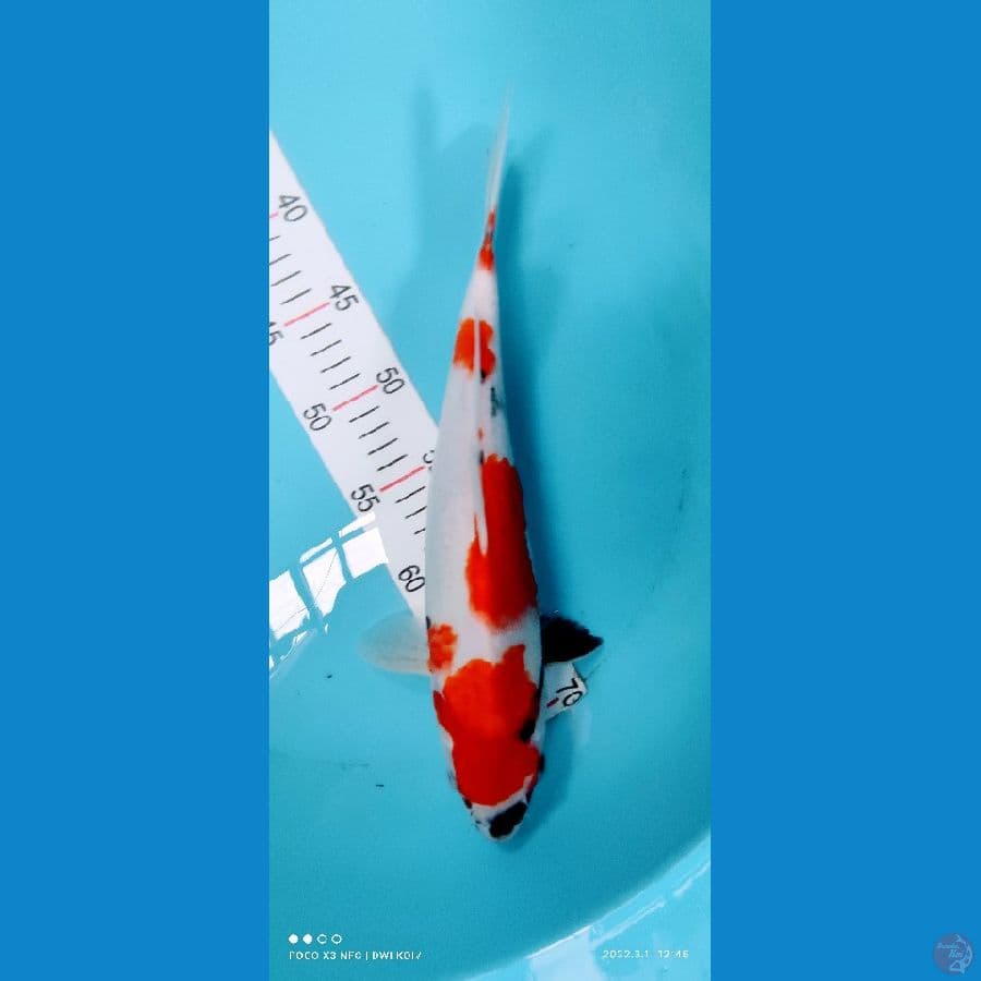 showa 35 cm