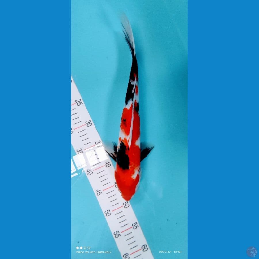 showa 36 cm