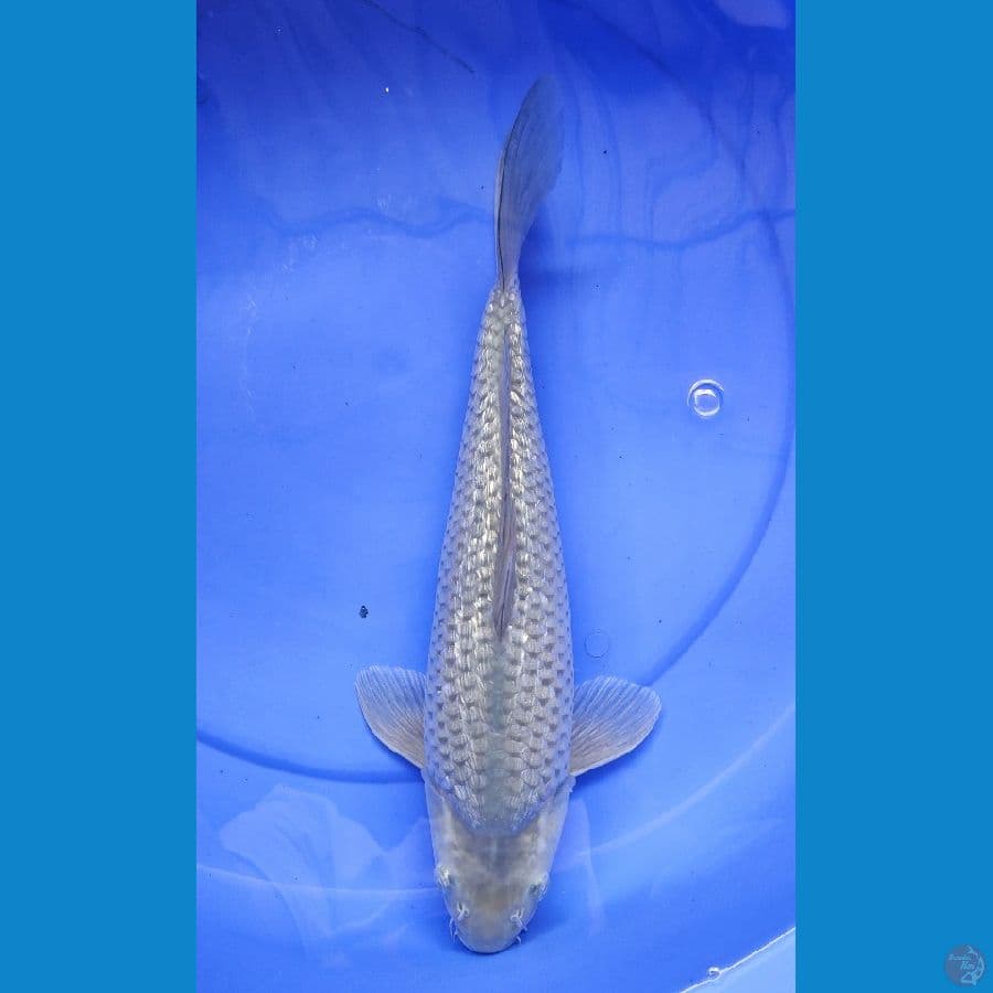 >>SORAGOI GINRIN PUNUK 40CM<<