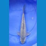 >>SORAGOI GINRIN PUNUK 40CM<<