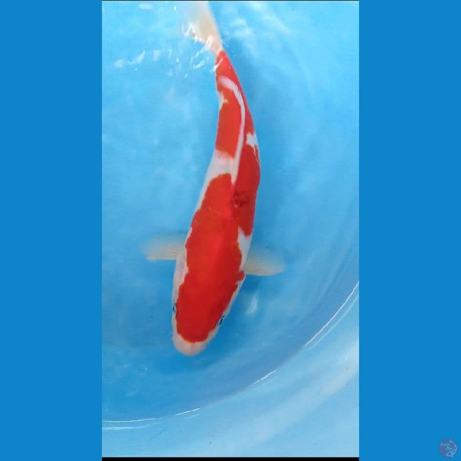 INAZUMA RED SANKE 32 CM