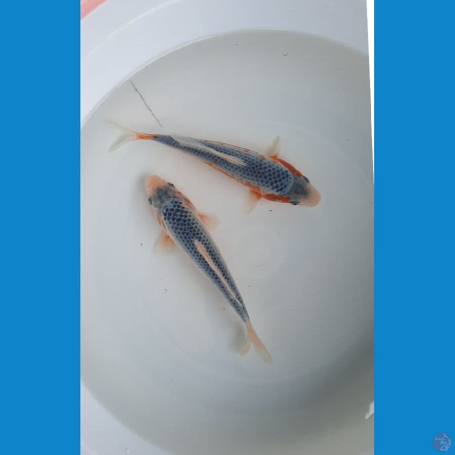 asagi 17cm 