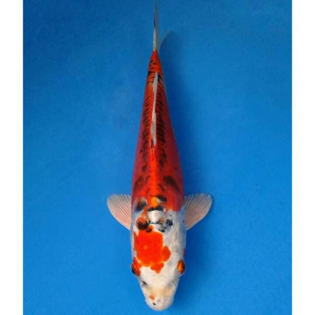 Okawa Benikiko