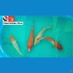 PAKET KOHAKU 30CM --- CANAYA KOI FARM