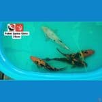 PAKET SANKE SHIRO 28CM --- CANAYA KOI FARM