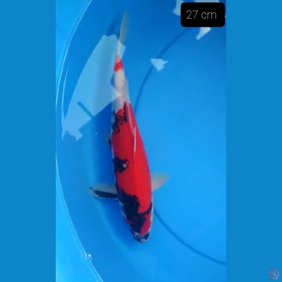 Showa 27 cm 