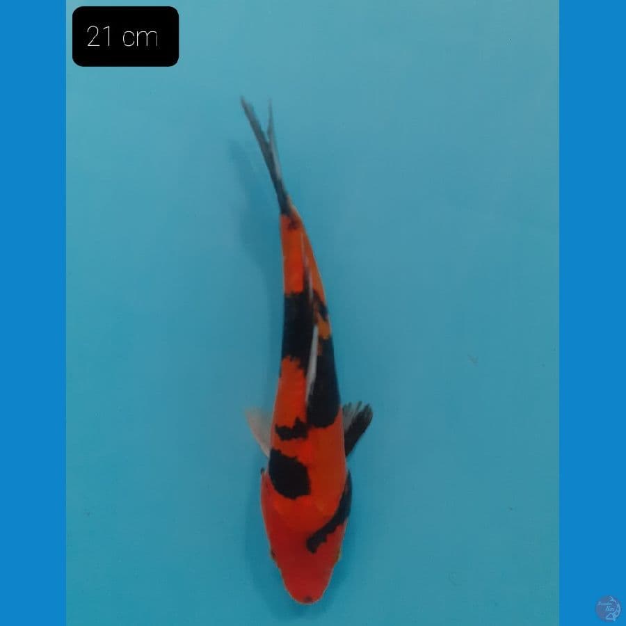 Utsuri Doit 21 cm