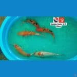 KOHAKU SANKE 30CM --- CANAYA KOI FARM