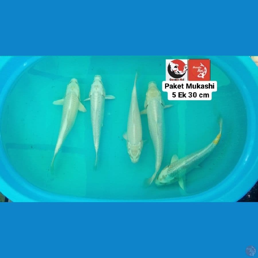 MUKASHI 5 EK 30CM --- CANAYA KOI FARM