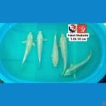 MUKASHI 5 EK 30CM --- CANAYA KOI FARM