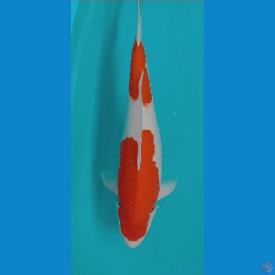F1 kohaku female jumbo ori 50 cm
