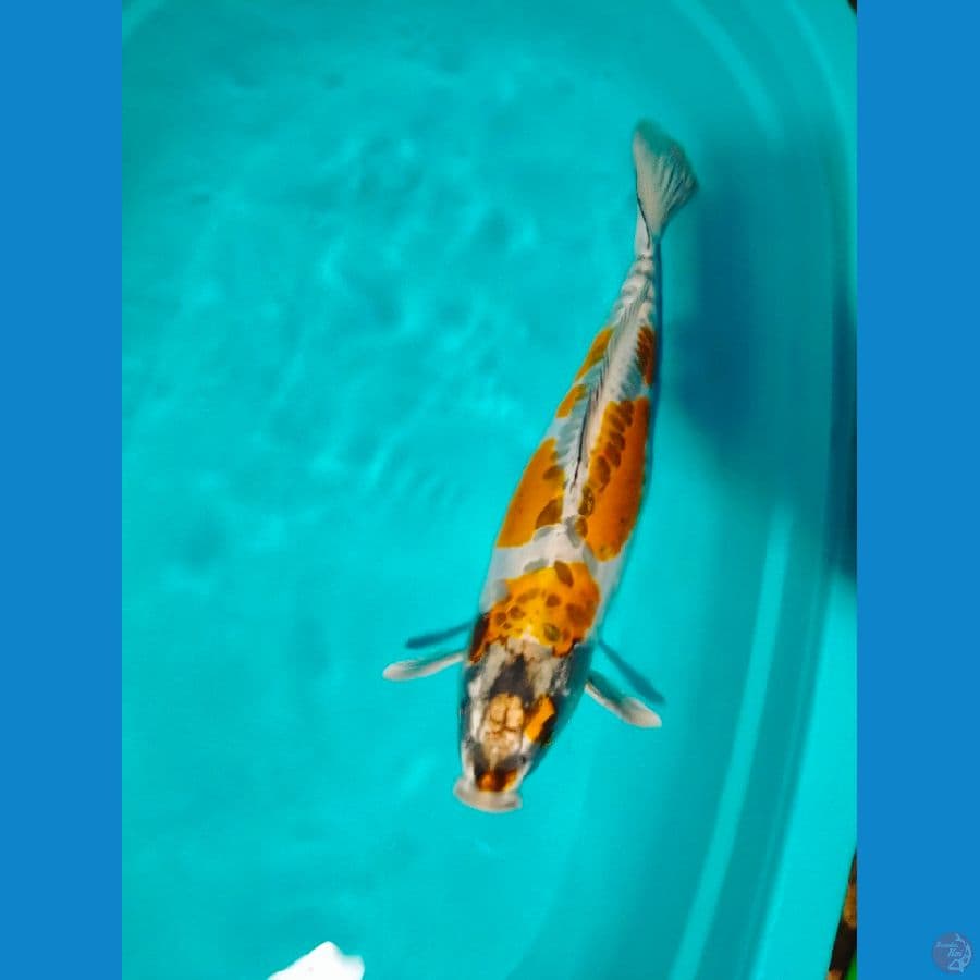 jumboan 55cm kiko female