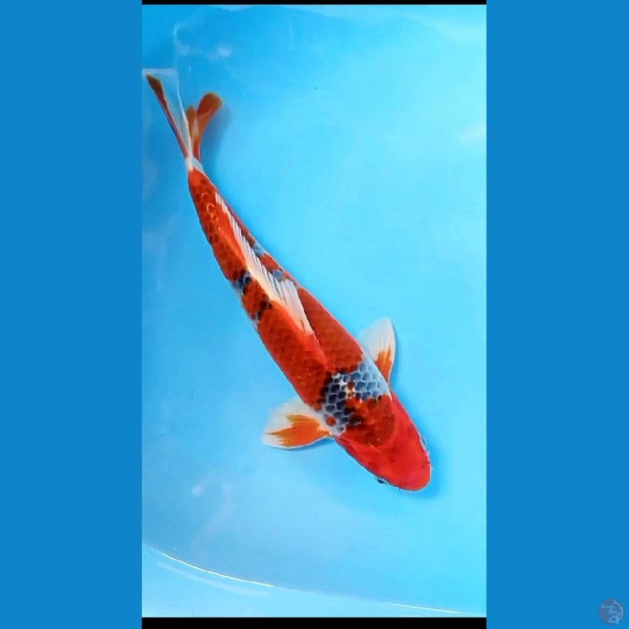 super red GHOSIKI 30 cm