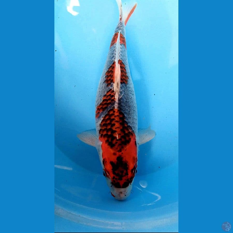 KURO GHOSIKI FM 40 CM